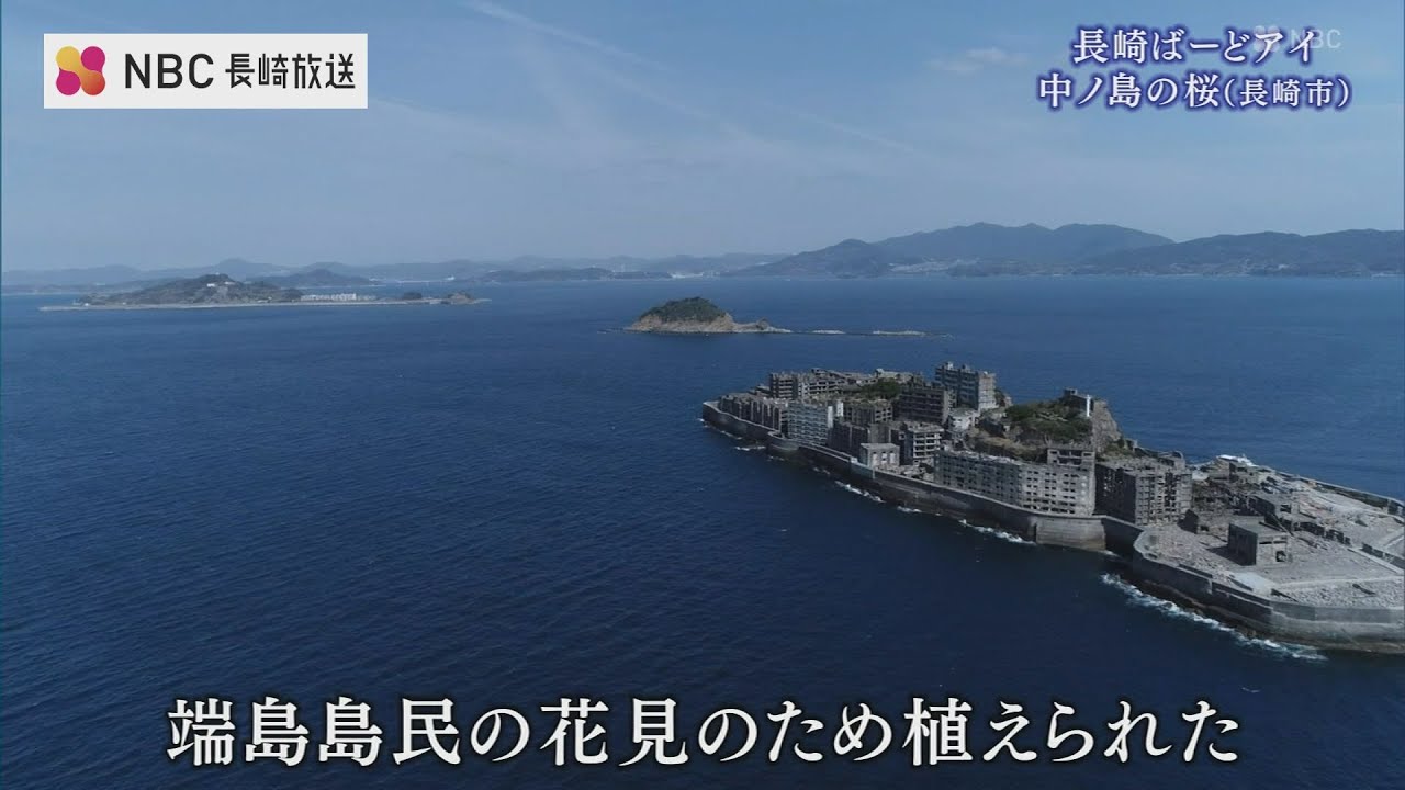 軍艦島が見守る無人島の桜 — ドラマ『海に眠るダイヤモンド』で鉄平と朝子が花見　“幻の桜”を追う