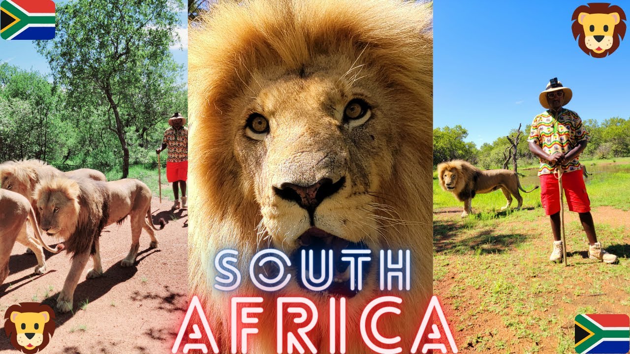 Bush Walk With Lions South Africa | Johannesburg | Walking With Lions | Gauteng