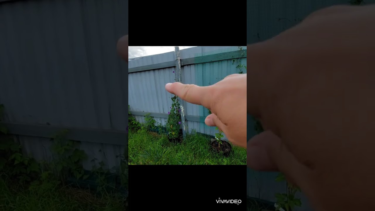 🌻 Влог 🌼 Летние будни 🦋 Сравнение тримеров, 🍀 какой лучше 🏡