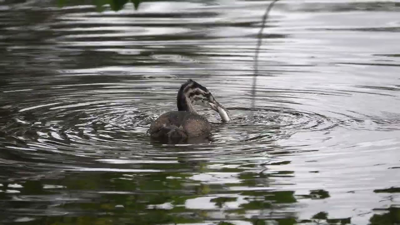 Great Crested Grebe chick swallowing a large fish