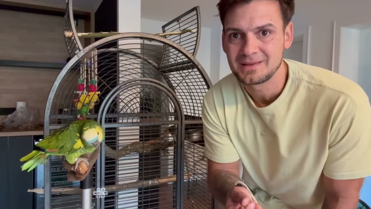 Woche 1 mit Blaustirnamazone Joker 🦜