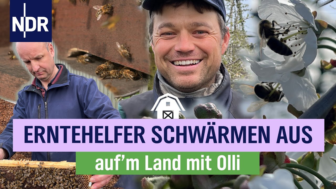Bienen f&uuml;r die Kirschbl&uuml;te &ndash; der Imker kommt! | Folge 11 | NDR auf'm Land mit Olli