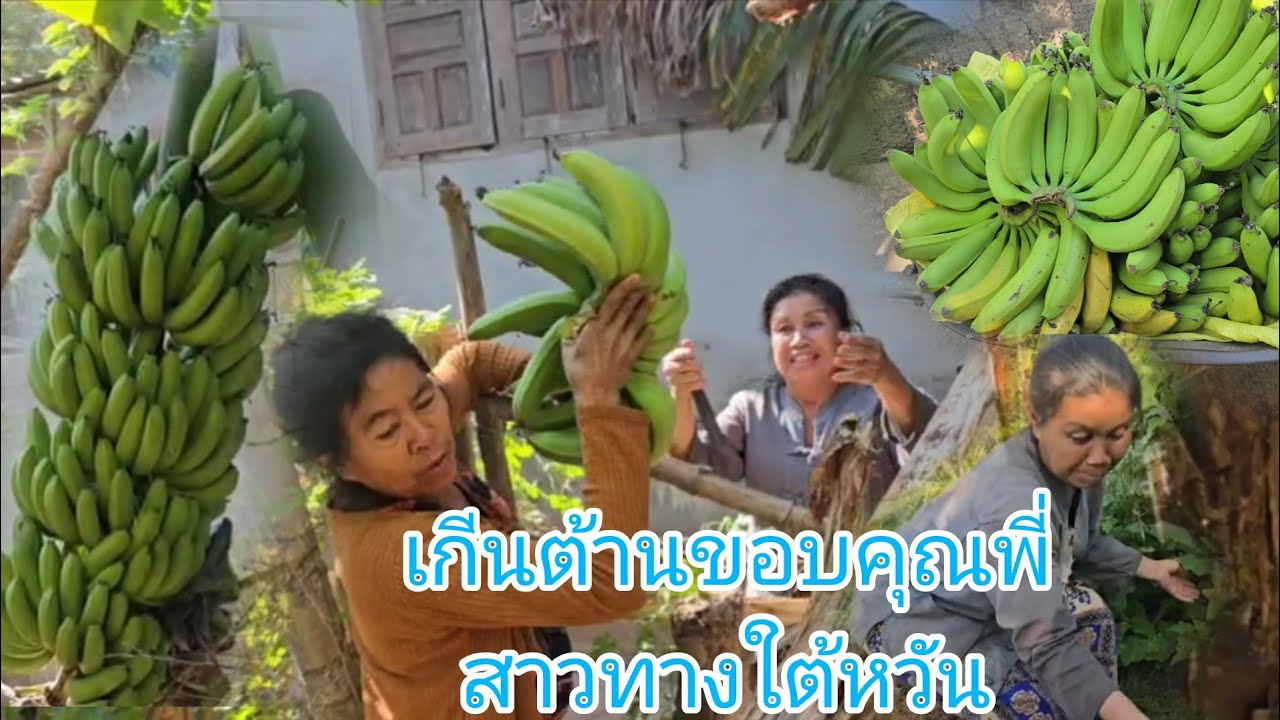 #เกีนต้านคักจุกๆครั้งนี้เหมากล้วยยายทอง500฿ขอบคุณพี่สาวทางใต้หวันที่จัดหนักๆยายทองจนสั่น