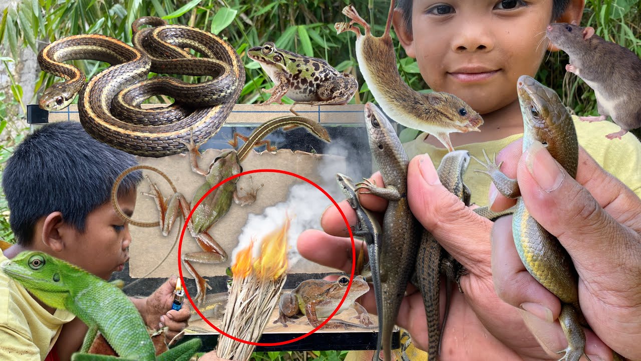 Trapping baby mouse using smoke‼️catch snake, lizard, frog, grass lizard, chameleon