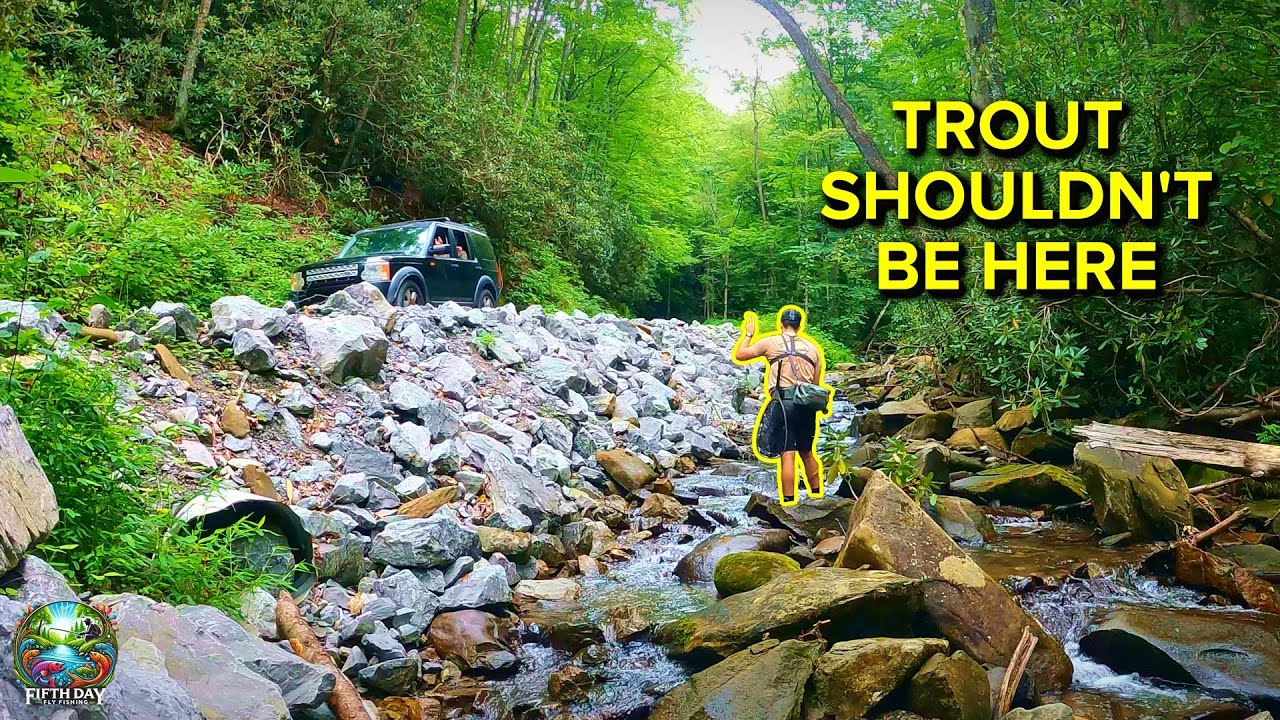 Fly Fishing a Tiny Roadside Creek that is Secretly LOADED!