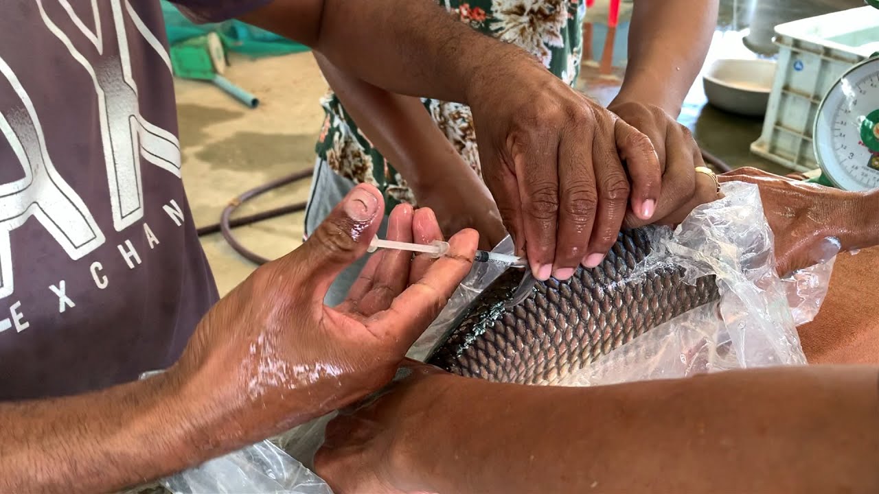 Fish Breeding - Indian Carp breeding - Indian Carp Fish Hatchery