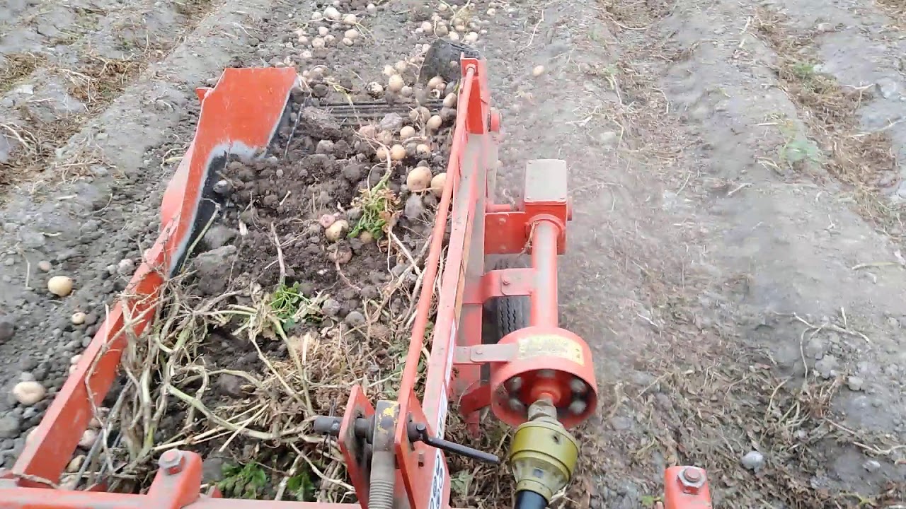 Cosecha de papas - massey Ferguson 265 - cosechadora sermi