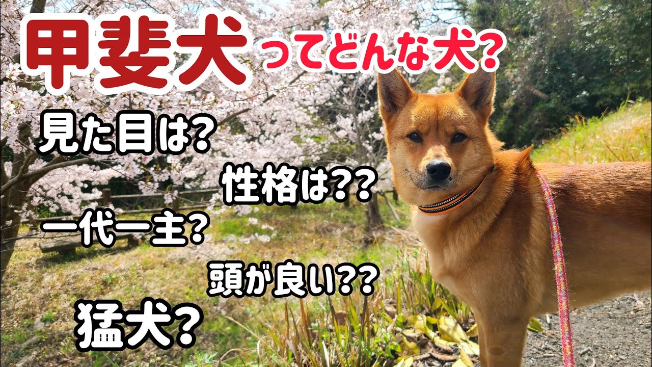 甲斐犬について、その魅力と飼う際の心構え【赤一枚の甲斐犬】