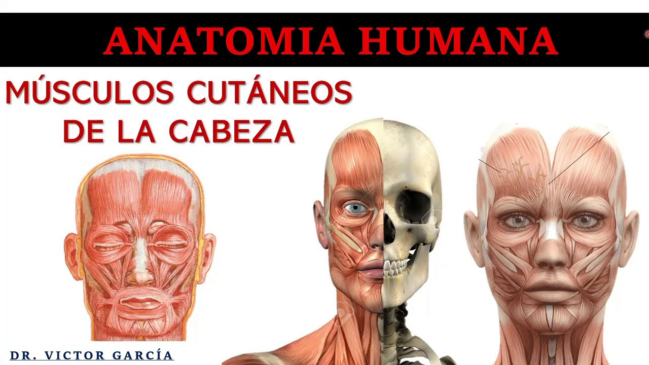 Músculos Cutáneos de la Cabeza - Anatomía Humana en Odontología