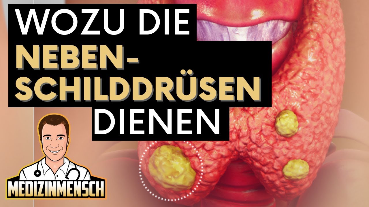 Parathormon: So funktioniert die NEBENSCHILDDRÜSE ! (Arzt erklärt Hormon)