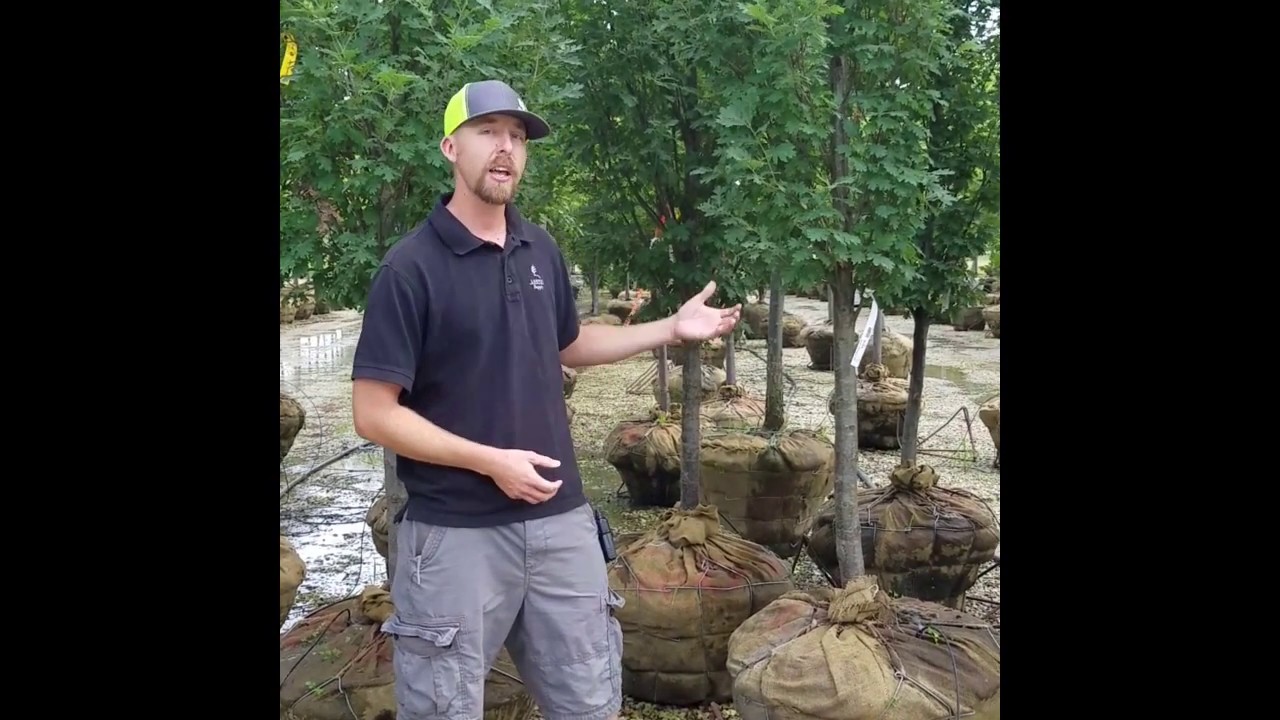 Lurvey Walk & Talk - Columnar Oaks