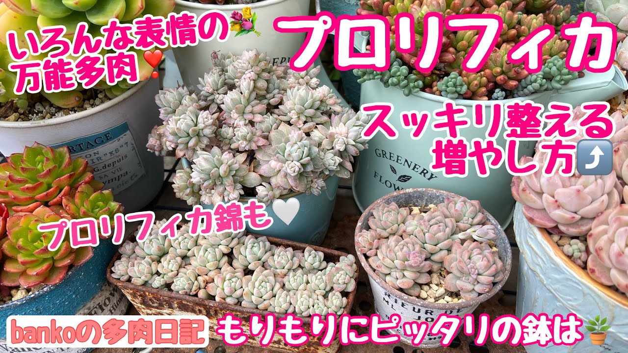 【多肉日記#245】めちゃ増える⤴️万能プロリフィカ❣️増やして散らかった丼をスッキリ整える✨春におすすめの増やし方🌿もりもり丼にピッタリの形は🪴