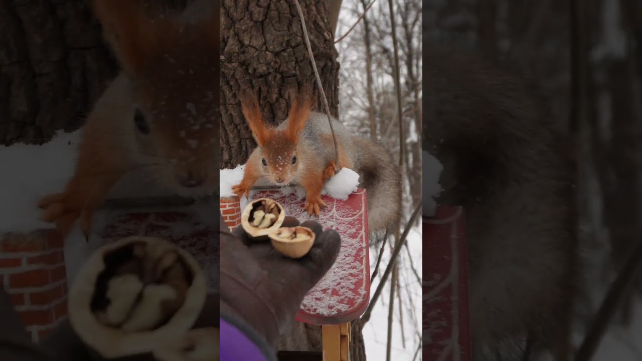 Белочка теперь с орешком