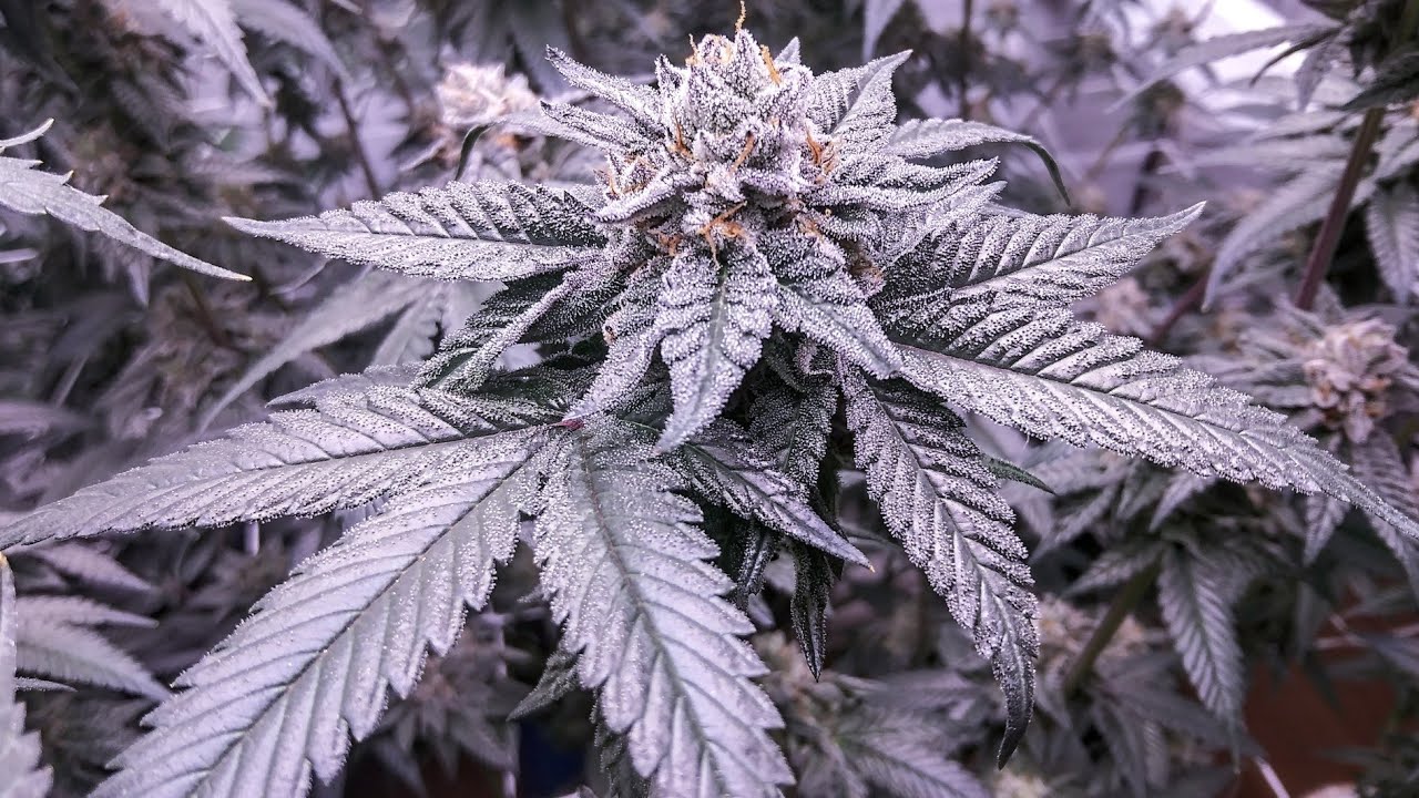 Purple City Genetics Gushers flower wk10 harvest day