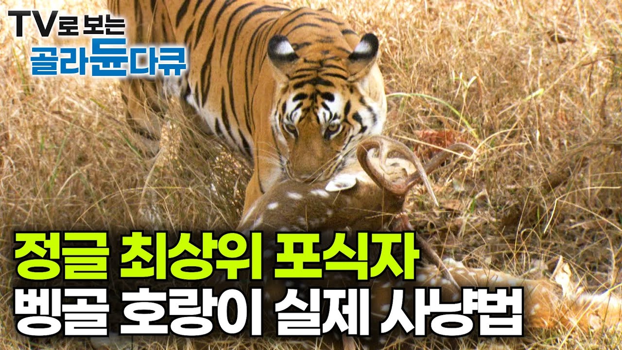 밀림지대의 절대 포식자. 벵골호랑이의 놀라운 사냥 기술｜목숨 걸고 초근접 호랑이 다큐 촬영한 제작진｜EBS 명작 다큐｜다큐프라임｜#골라듄다큐
