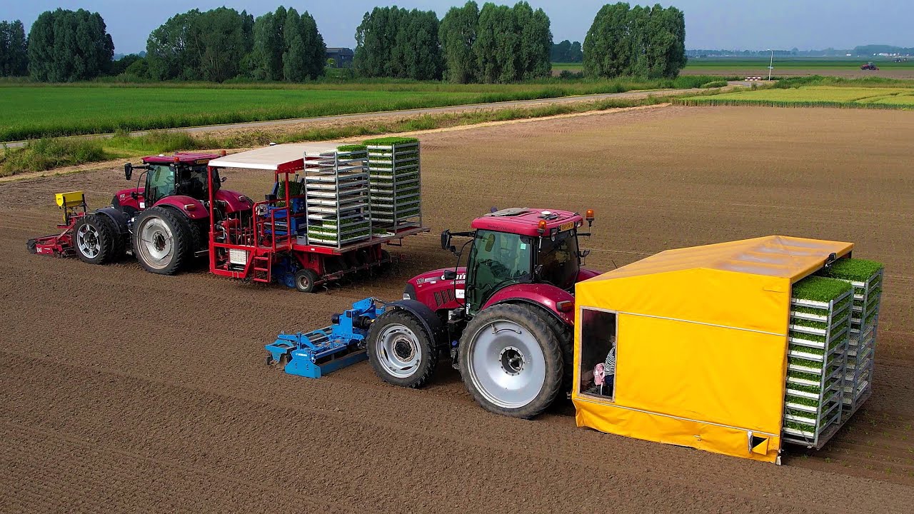 Knolselderij planten | Planting Celeriac | Case IH | Ferrari Growtech | Knollensellerie pflanzen