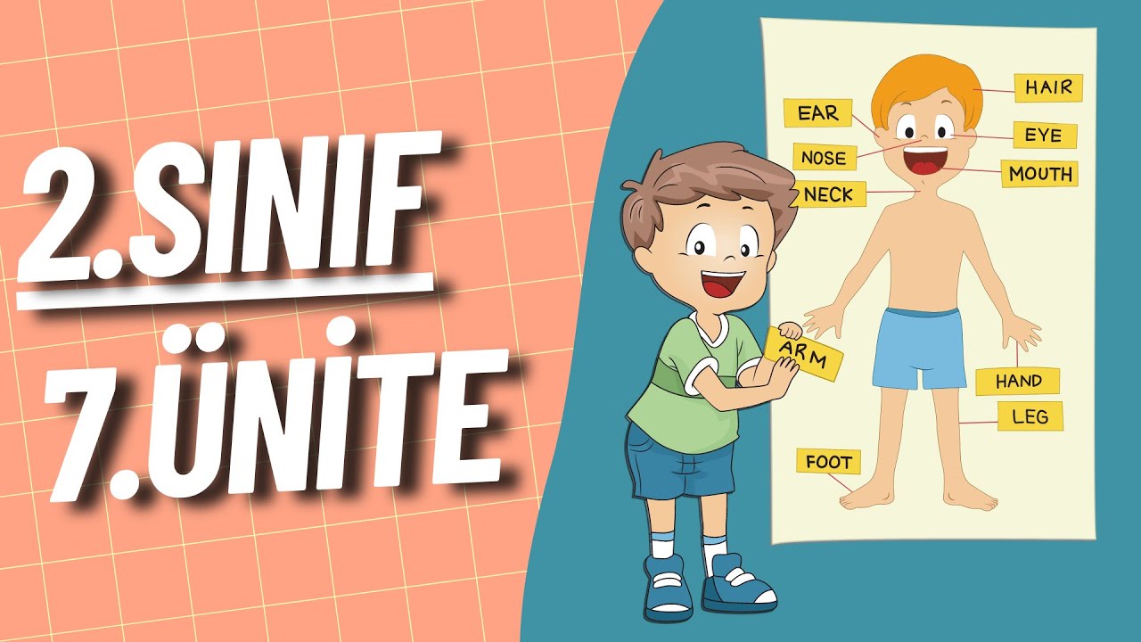 2. Sınıf İngilizce 7. Ünite | Body Parts | Vücudun Bölümleri
