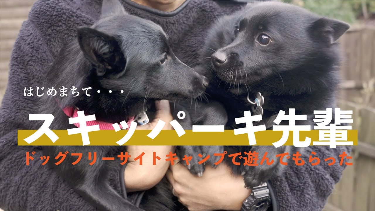 《犬キャンプ》初めてのスキッパーキ先輩♡あまりの可愛さにキュン死した