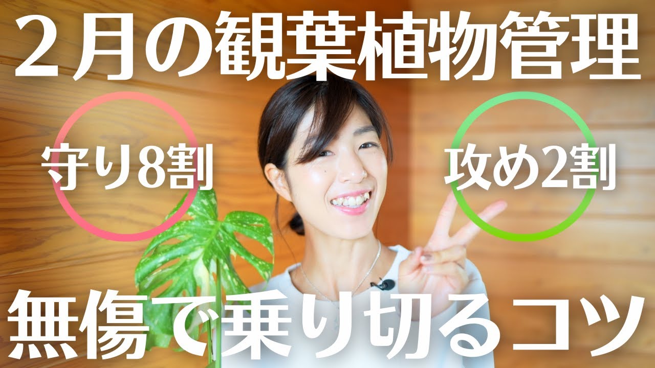 【観葉植物を失敗無しで育て続ける】2月の管理のカギは焦らず見守る“守りの育成”