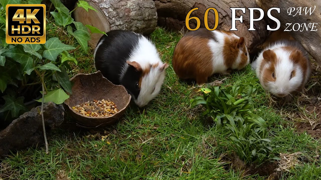 [NO ADS] CAT TV 😺 The Great Garden Party: Sugar Glider, Guinea Pigs & Mouse Colony 🌽 4K 60FPS