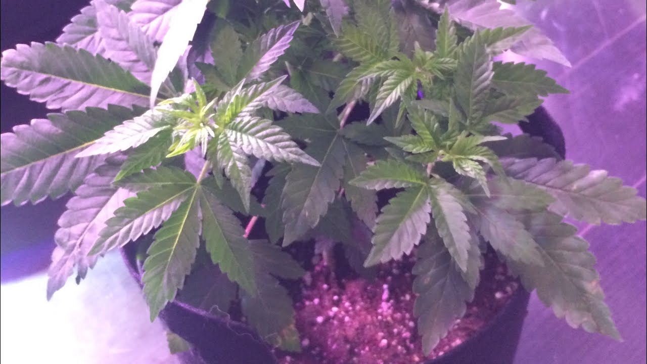 2000w aglex tent week 3 wyze cam