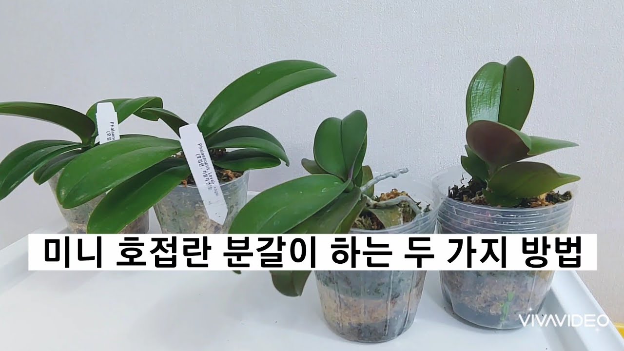 미니호접란 분갈이 하는 두 가지 방법 뿌리가 적은 호접란 분갈이할 때 주의할 점