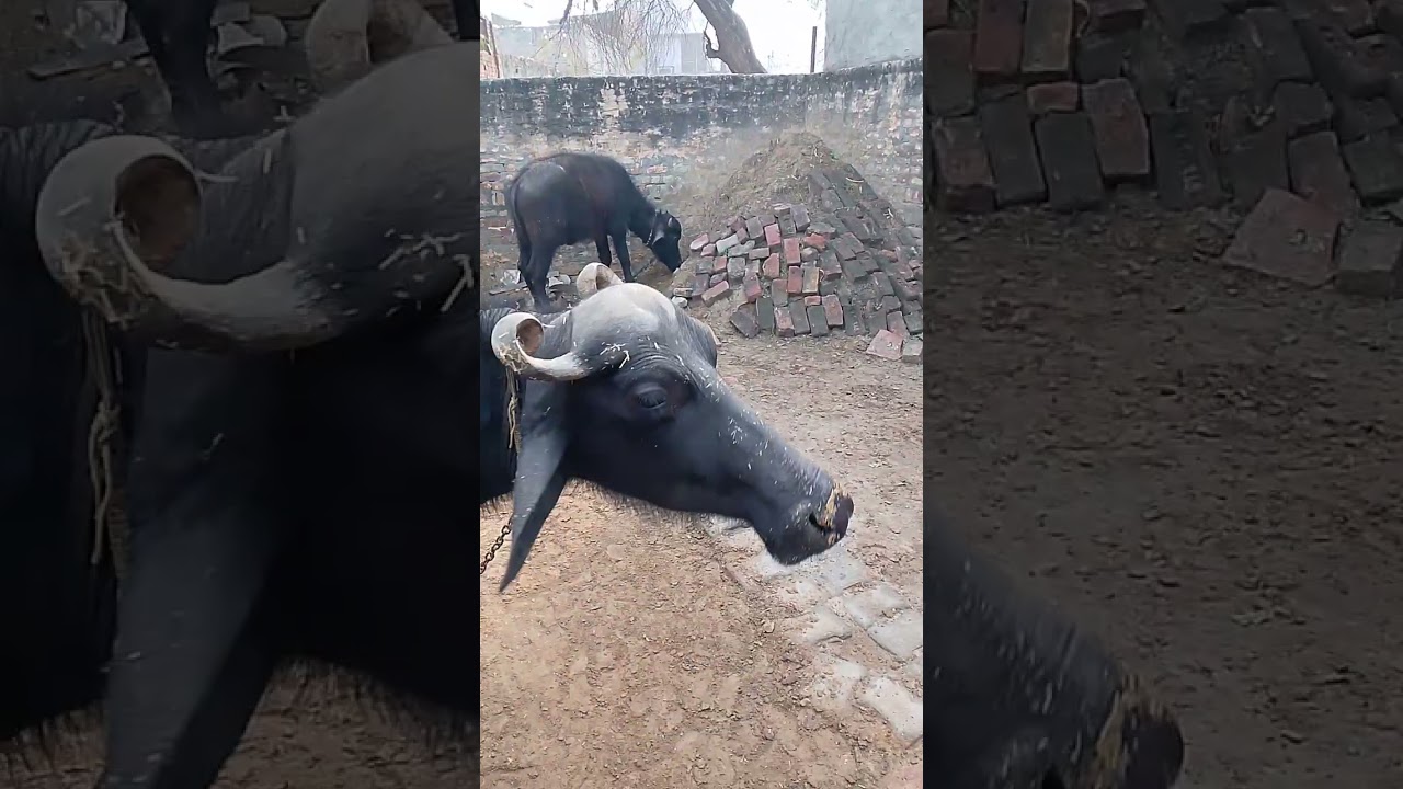 ओ झोटे सुखे पत्ते खावै सै 