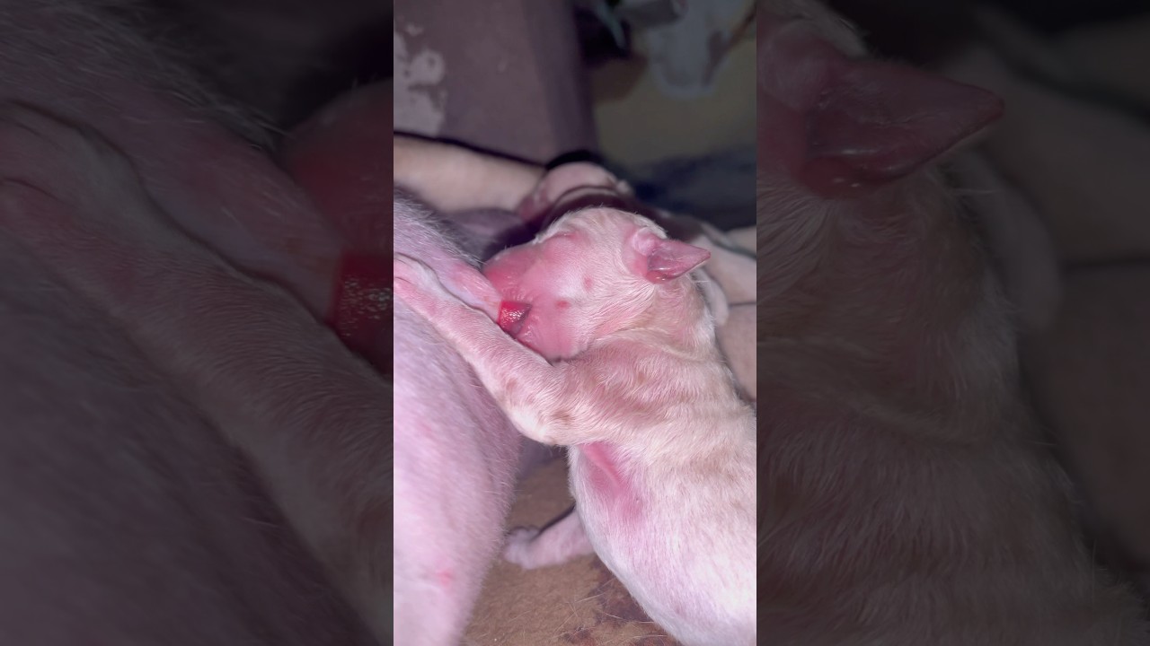Newborn puppies 🐶 first breastfeeding