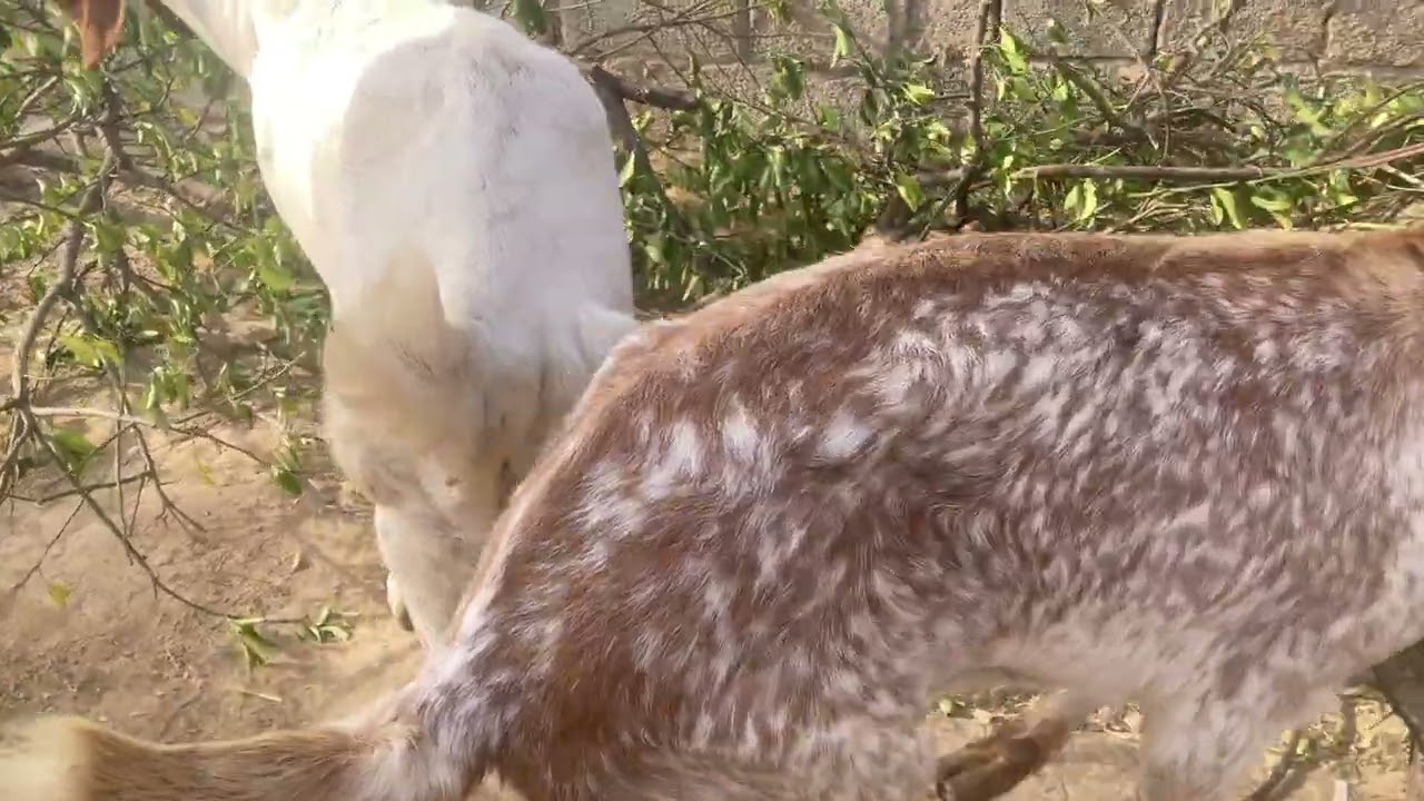 Big feed for goats
