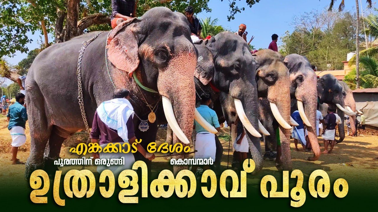 ഉത്രാളിക്കാവ് പൂരത്തിന് ഒരുങ്ങി എങ്കക്കാട് ദേശം 🤩🥰 | Uthralikavu Pooram 2025 | Uthralikavu Pooram