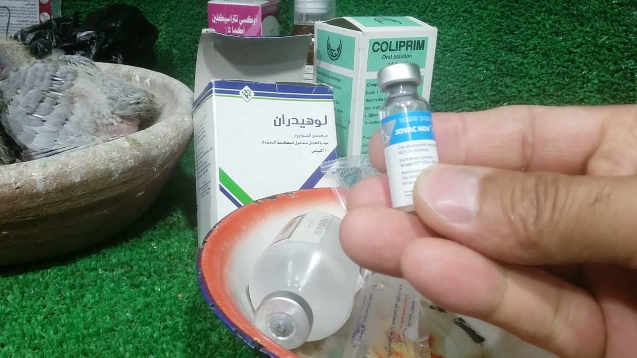 الحمام هايموت او يصاب بالروشة لازم تشوف الفيديو