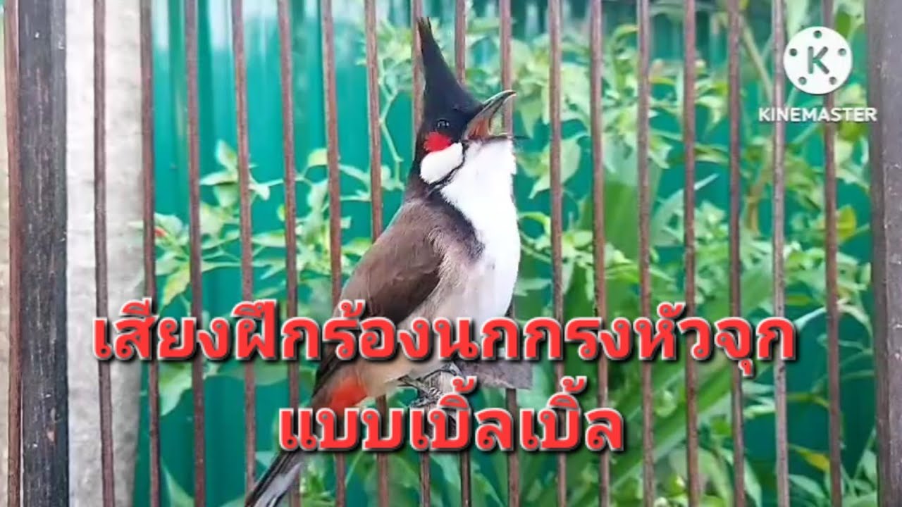เสียงฝึกร้องนกกรงหัวจุก แบบเบิ้ลเบิ้ล