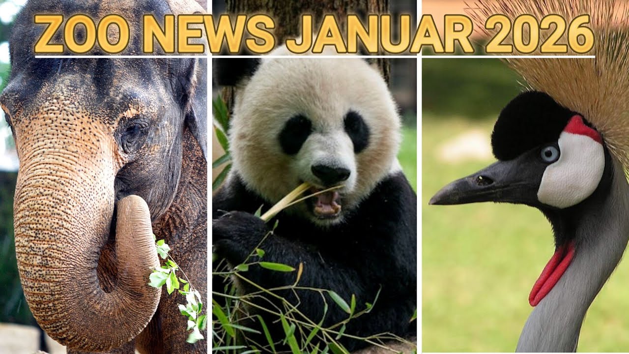 Spatenstich in Stuttgart, Pandas für München und mehr | Januar 2026 Zoo News