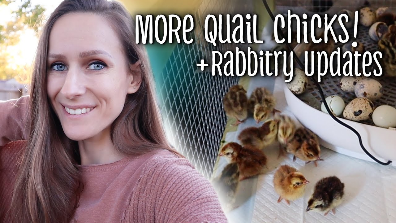 More Quail Chicks & Rabbitry Updates