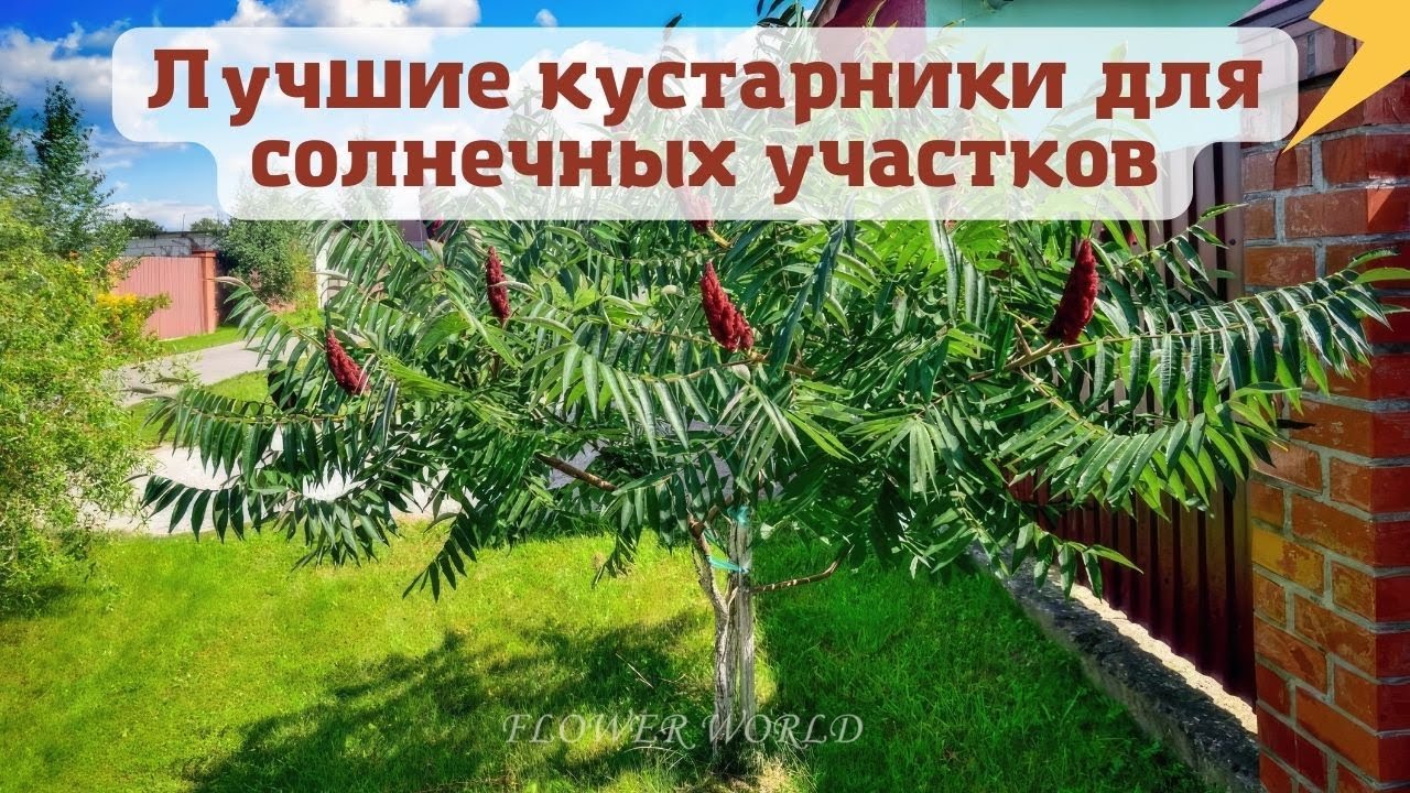 Лучшие кустарники для солнечных участков.🌾🌼💐