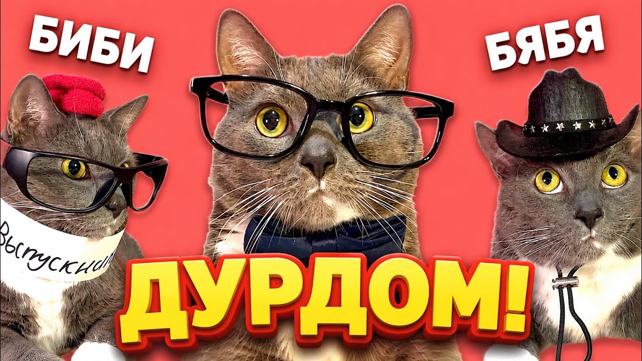 КОТИКИ В ШКОЛЕ - ВЫПУСКНИКИ