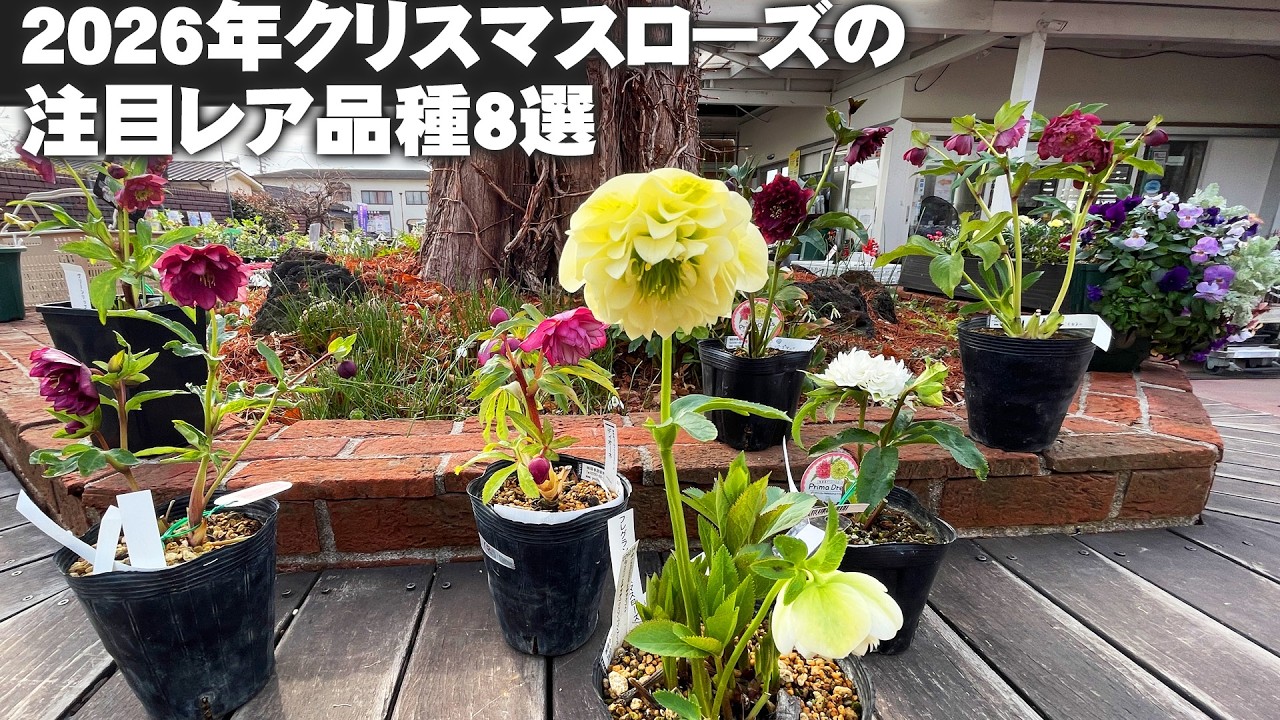 希少なクリスマスローズのレア品種たち【園芸】【ガーデニング】