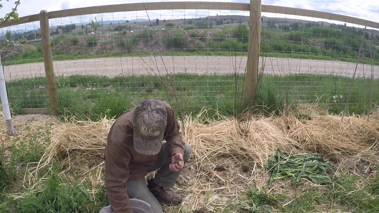 ABC acres: Divide and Conquer: Comfrey Root Cuttings - episode #029