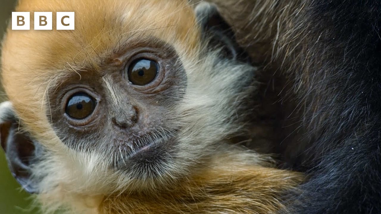 Langurs protect babies from fall | Parenthood - BBC