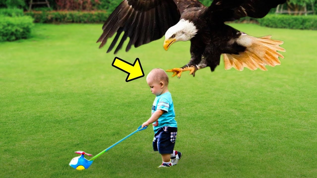 Aquila porta via il bambino davanti ai genitori, quando scoprono il motivo capiscono tutto!