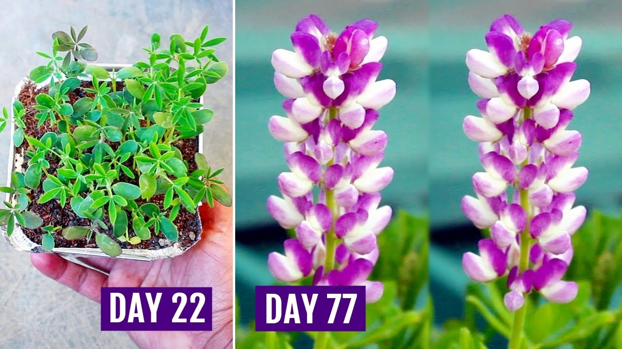 How to GROW LUPINS from SEEDS With All CARE Tips [113 Days UPDATES]