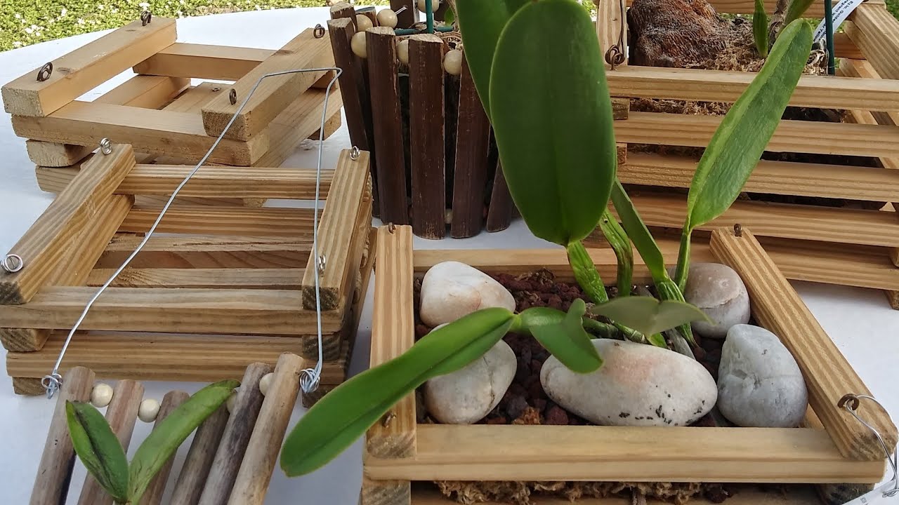 Madera para Fabricar los Cachepot para mi cultivo  Orquideas🌾, parte (1)