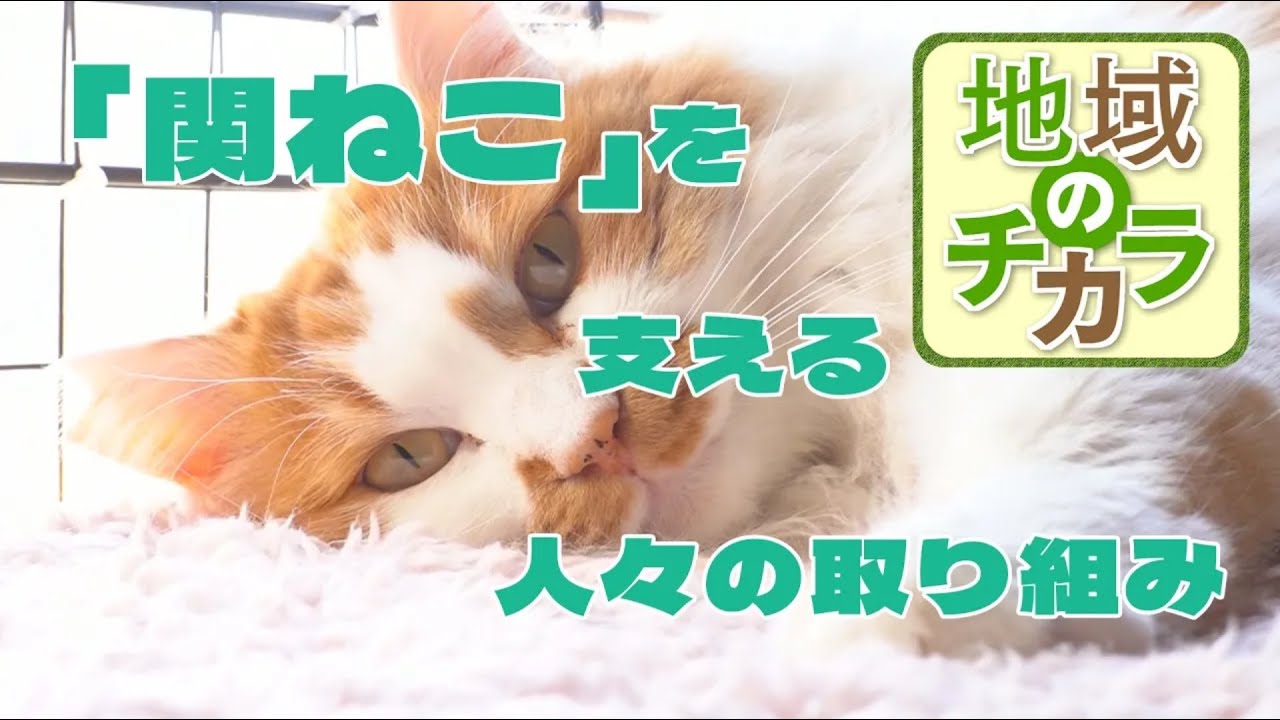 【地域のチカラ】1月23日(金)放送『「関ねこ」を支える人々の取り組み』