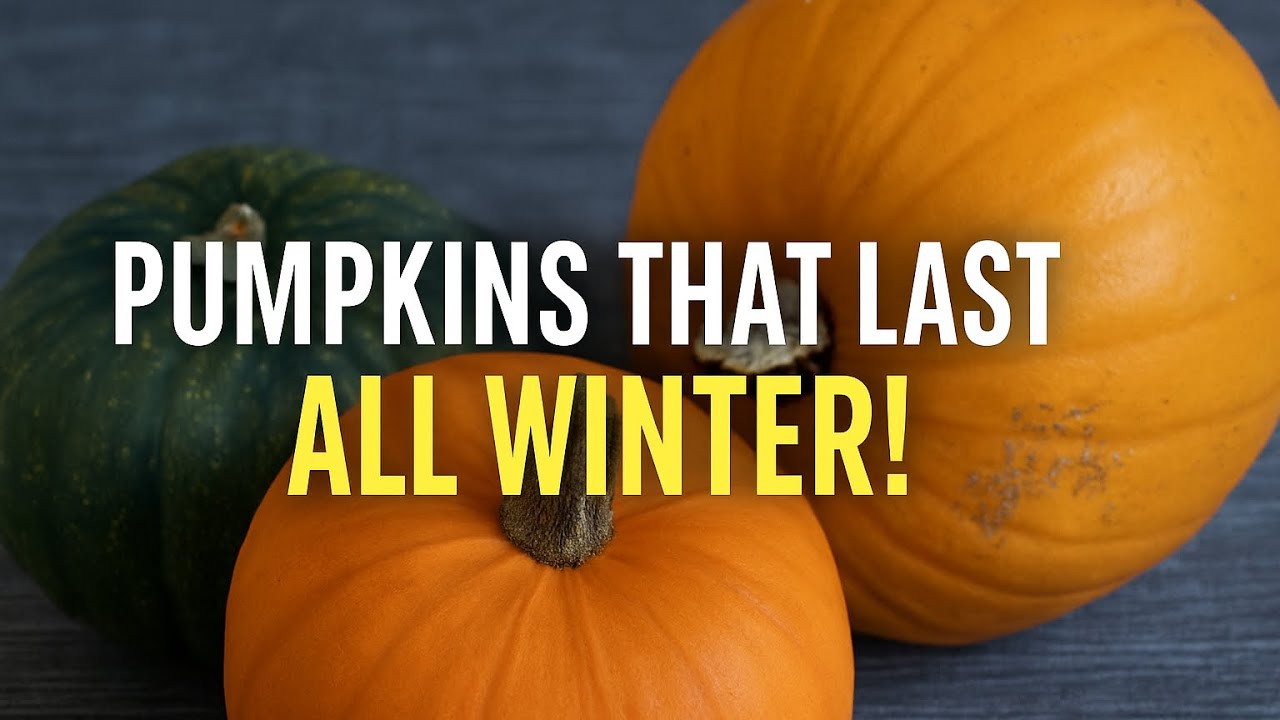 The Best Way to Preserve Pumpkin for Months 