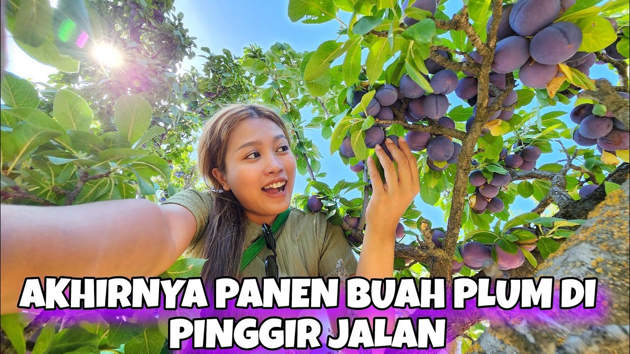 PANEN BUAH PLUM LIAR DI PINGGIR JALAN