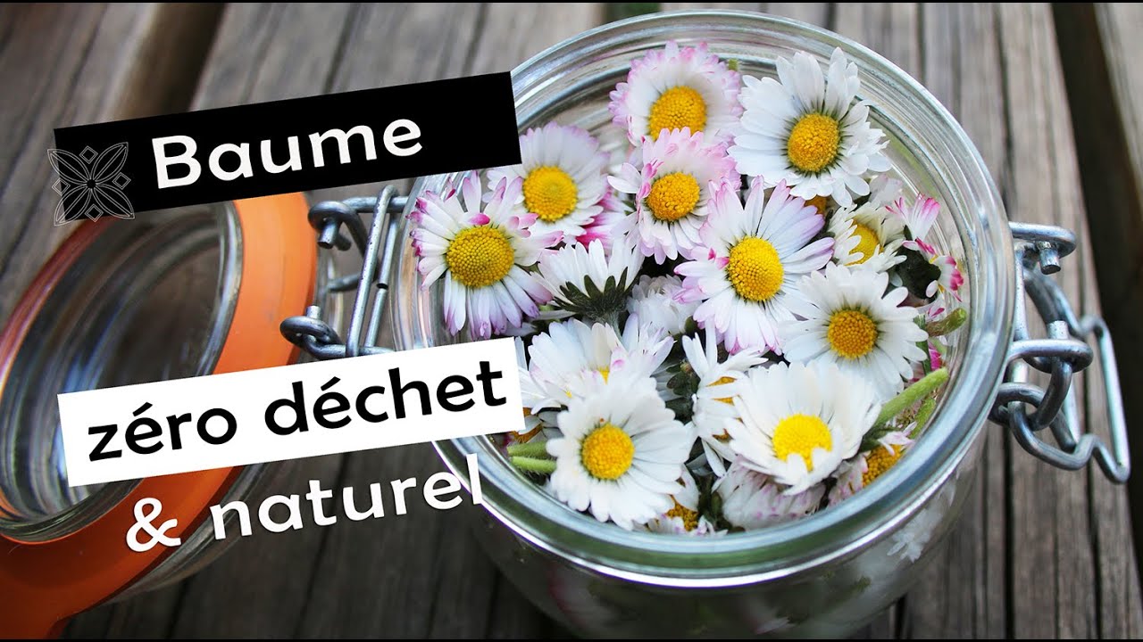 BAUME au macérât de pâquerettes fait maison DIY zéro déchet