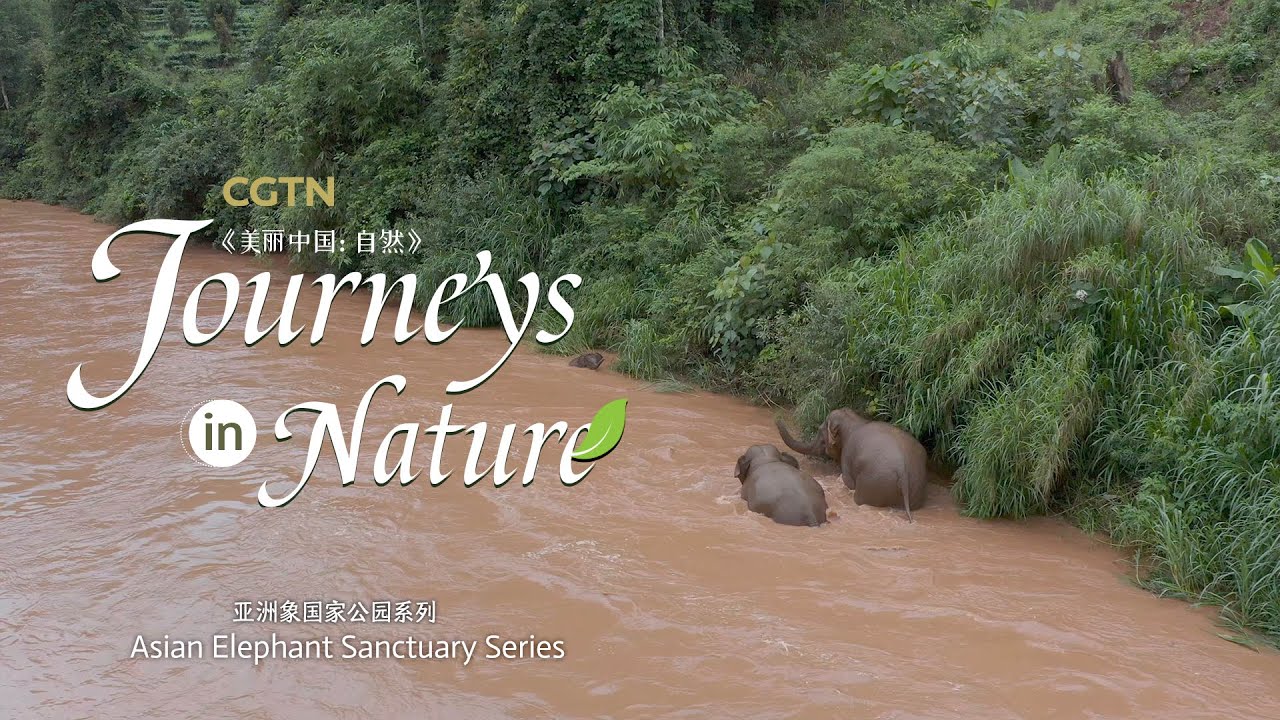 Asian Elephant Sanctuary Ep. 3: Learning to swim can save your life