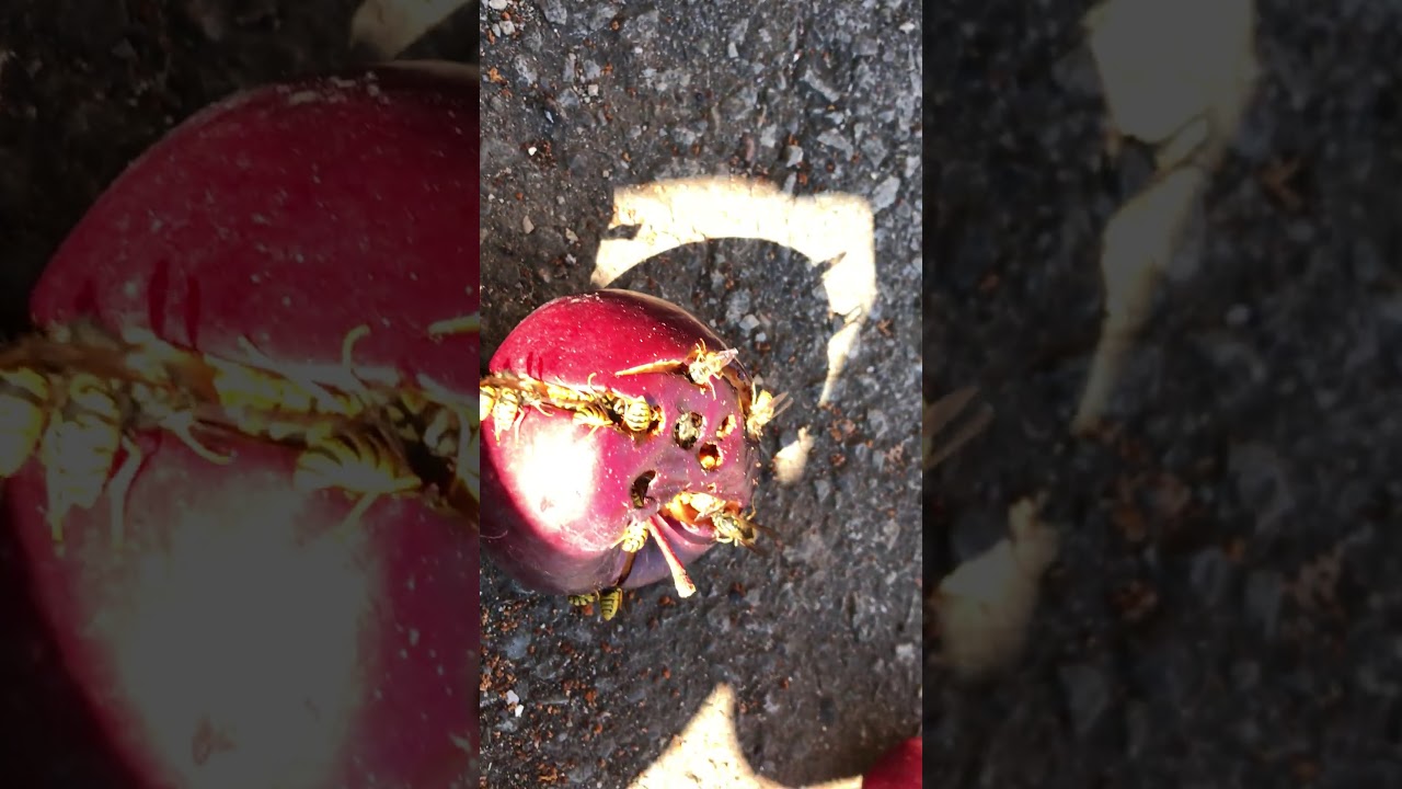 Yellow Jacket Wasp - Affordable Pest Control Toronto | Get Free Pest Inspection