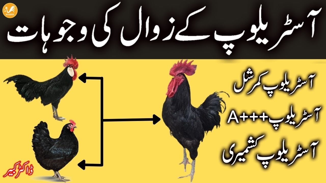 Black Australorp Farming in Pakistan 2021 Part One | Poultry Farming in Pakistan 2021