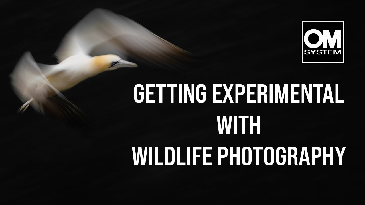 Slow shutter speed and low-key photography with GANNETS - Wildlife Photography - OM System OM-1